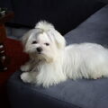 Maltezer