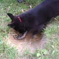 Roxy toen ze nog een jonkie was, lekker graven!