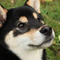 Shiba Inu