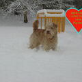 Lakeland Terrier