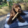Engelse Cocker Spaniel