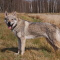 Tsjechoslowaakse Wolfhond