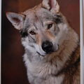 Tsjechoslowaakse Wolfhond