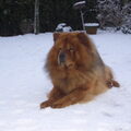 Chow chow