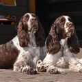 Engelse Springer Spaniel