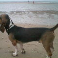 Basset Artesien Normand