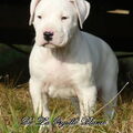 Dogo Argentino