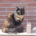 Eens echte Duitse Dog?