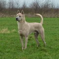 Thai Ridgeback