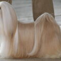 Lhasa Apso