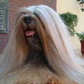 Lhasa Apso