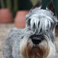 Schnauzer