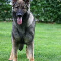 Duitse Herder