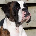 Boxer