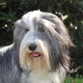 Bearded Collie