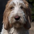 Grands Bassets Griffons Vendéens