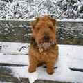 Welsh Terrier