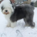 Old English Sheepdog