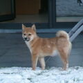 Shiba Inu