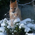 Shiba Inu