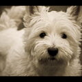 West Highland White Terrier