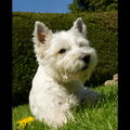 West Highland White Terrier
