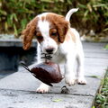 Welsh Springer Spaniel
