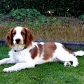 Welsh Springer Spaniel