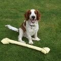 Welsh Springer Spaniel