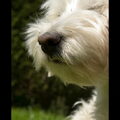 West Highland White Terrier