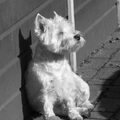 West Highland White Terrier