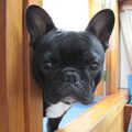 Franse Bulldog