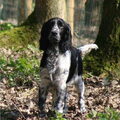 Engelse Springer Spaniel