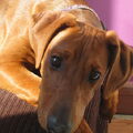 Duitse Pinscher