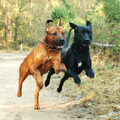 Rhodesian Ridgeback
