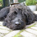 Labradoodle