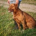 Chesapeake Bay Retriever