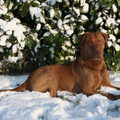 Chesapeake Bay Retriever