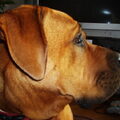 Tosa Inu
