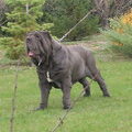 Mastino Napoletano