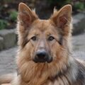 Oud Duitse Herdershond