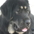 Tibetaanse Mastiff