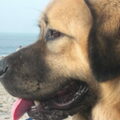 Tibetaanse Mastiff