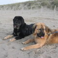 Tibetaanse Mastiff