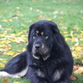 Tibetaanse Mastiff