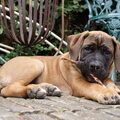 Boerboel