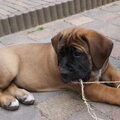 Boerboel