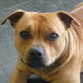 Staffordshire Bull Terrier