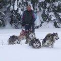 Alaskan Malamute