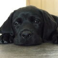 Labrador